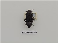 藏品(埋葬蟲)的圖片